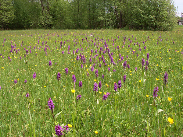 Blühendes Knabenkraut auf der Wiese an der Straße nach Mařeničky (Klein Mergtal).