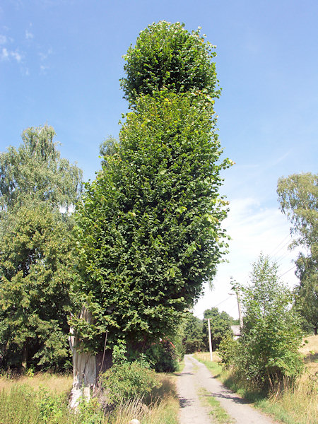 Torso der geschützte Sommerlinde im August 2015.