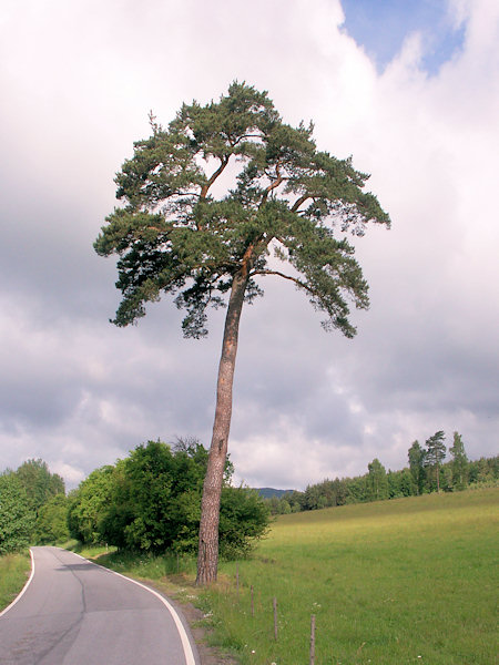 Die geschützte Kiefer an der Straße nach Jablonné (Deutsch Gabel).