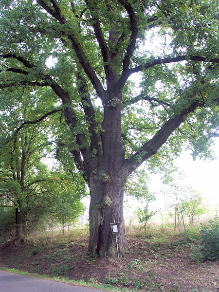 Památný dub letní u silnice do Jablonného.