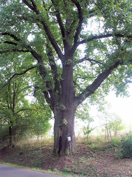 Geschützte Stieleiche an der Straße nach Jablonné (Deutsch Gabel).