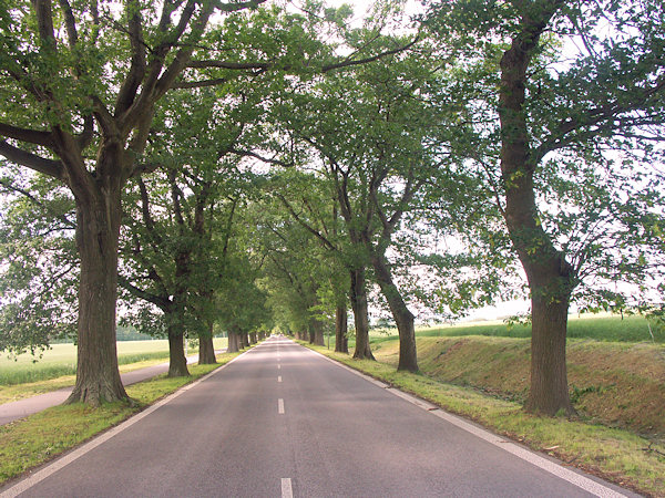 Die Straße nach Zittau wird von einer langen Allee aus Roteichen gesäumt.