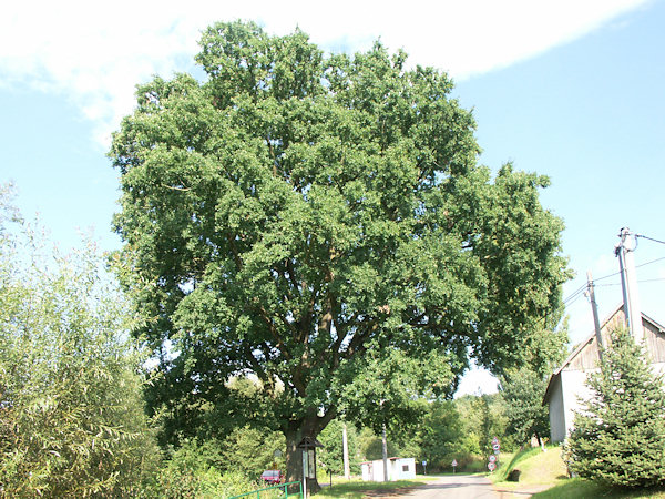 Denkwürdige Jahnsche Eiche beim Buswendeplatz.