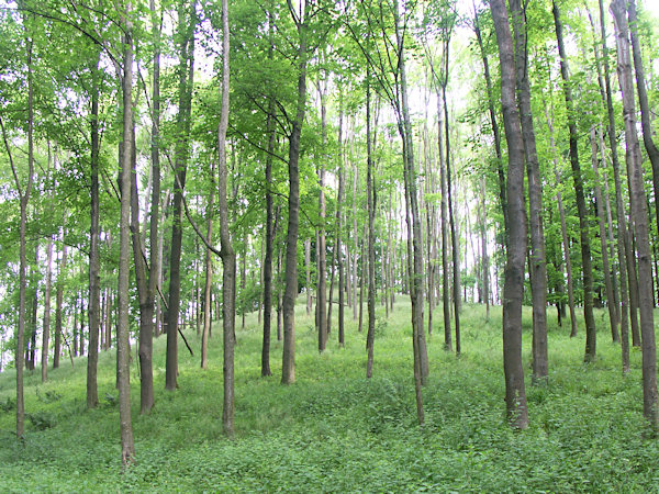 Suťový les na svahu kopce.