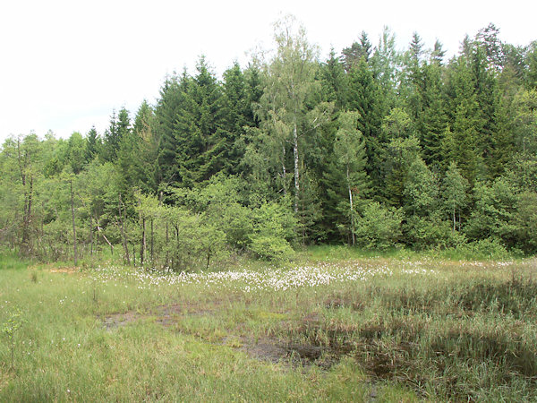 Feuchtgebiet hinter dem Teich mit blühenden Wollgräseren.