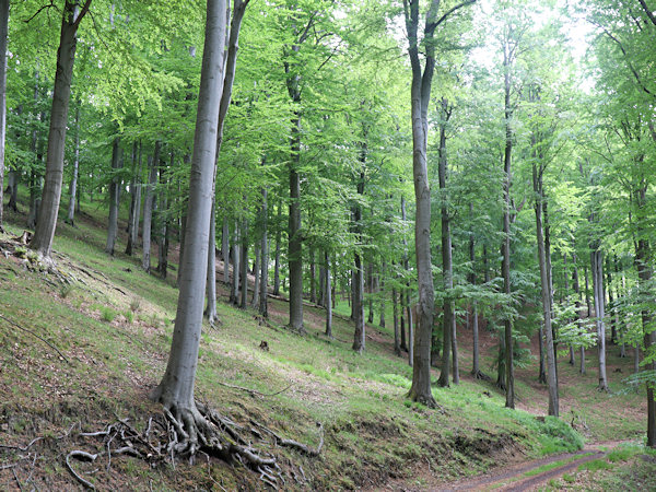 Listnaté lesy na jihozápadním svahu kopce.