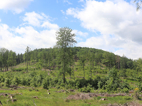 Blick auf den Hügel Široký kopec von Nordosten.