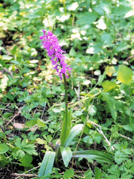 Stattliches Knabenkraut auf der Wiese unterhalb des Lipnický vrch (Himmertschberg).