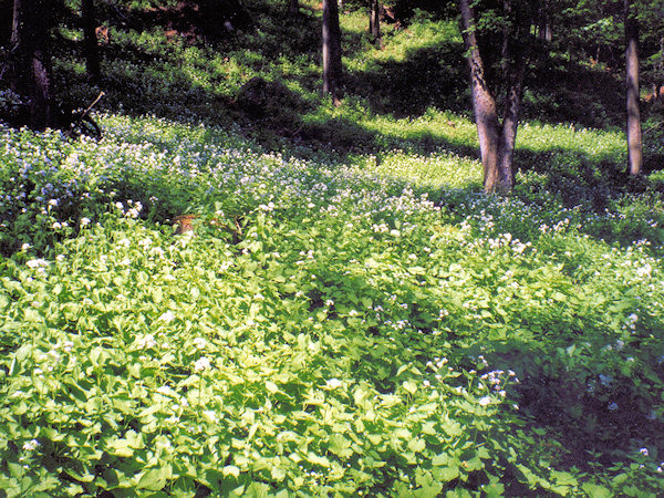 Blühendes Wachstum des Ausdauernden Silberblattes (Mondviole).