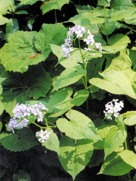 Blühendes Ausdauerndes Silberblatt (Mondviole).