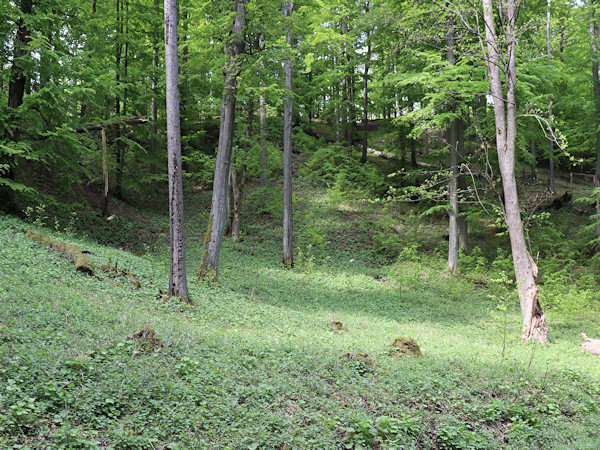 Buchenwald mit einem Bestand des Ausdauernden Silberblattes (Mondviole) am Ende der Schlucht.