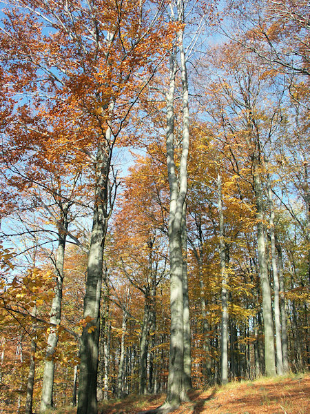 Buchenwälder am Hange des Studenec (Kaltenberg).