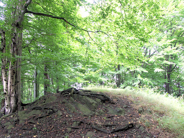 Der waldüberwachsene Gipfel des Berges.