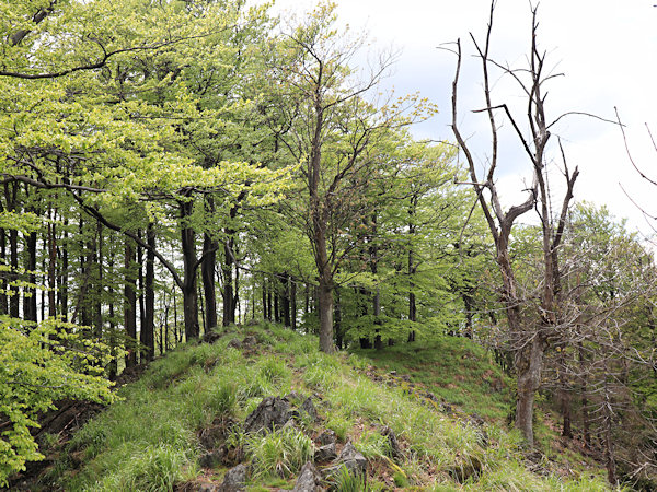 Der obere Kamm des Berges ist mit Buchenwald bedeckt.