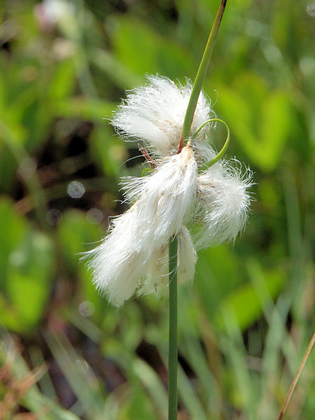 Blühendes Wollgrass.