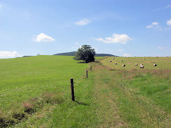 Blick von Chřibská auf den grasbewachsenen Gipfel des Ořešník.