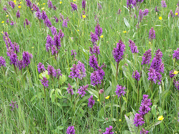 Die Brodský-Wiese in der Blütezeit des Knabenkrautes.