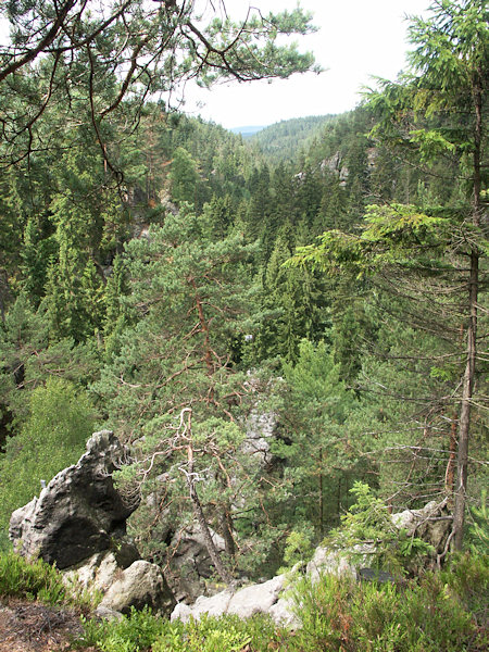 Ein bewaldeter Aussichtspunkt über das Kyjovské údolí (Khaatal).