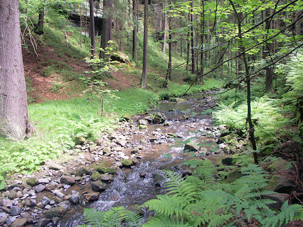 Der Křinice-Bach (Kirnitzschbach) im Kyjovské údolí (Khaatal).