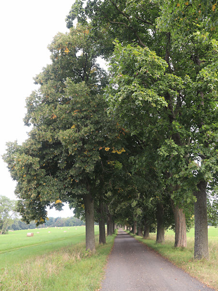 Die Straße von Krásná Lípa schlängelt sich durch die Allee.