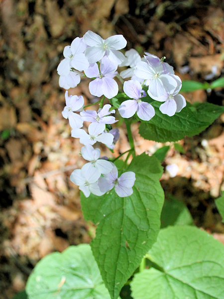 Blühendes Ausdauerndes Silberblatt (Mondviole).