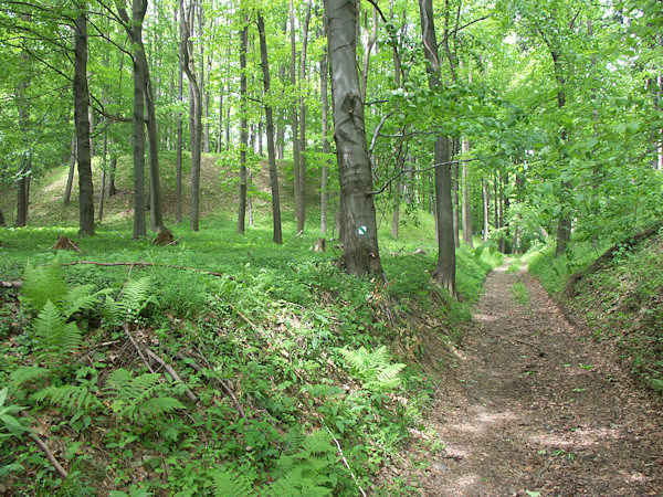 Zufahrtsweg zu den Steinbrüchen, im Hintergrund links eine überwachsene Halde.