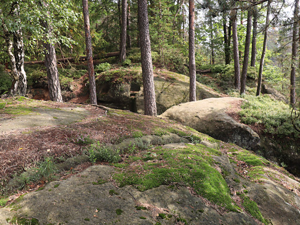 Die felsige Anhöhe, auf der sich die Überreste der Burg befinden, ist heute mit einem Kiefernwald bewachsen.