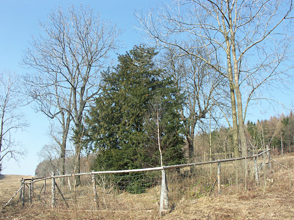 Der inmitten der Wiese zwischen Bäumen stehende Eibenbaum.