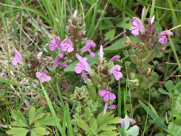 Blühendes Wald-Läusekraut.