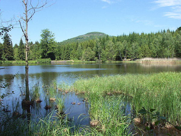 Blick auf den Velký Jedlovský rybník (Grosser Tannteich) vom Süden, im Hintergrund der Berg Jedlová (Tannenberg).