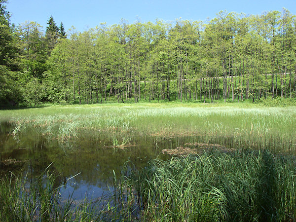 Der aufgelassene Hutní rybník (Hüttenteich).