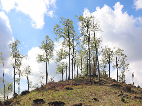 Nevelká kupa Stožce se zbytky bukového lesa, poničeného větrnou smrští 24. května 2010.