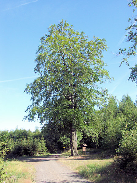 Křížový buk (Kreuzbuche) an der Weggabelung zwischen Jedlová, Malý Stožec und dem Bahnhofe Chřibská.