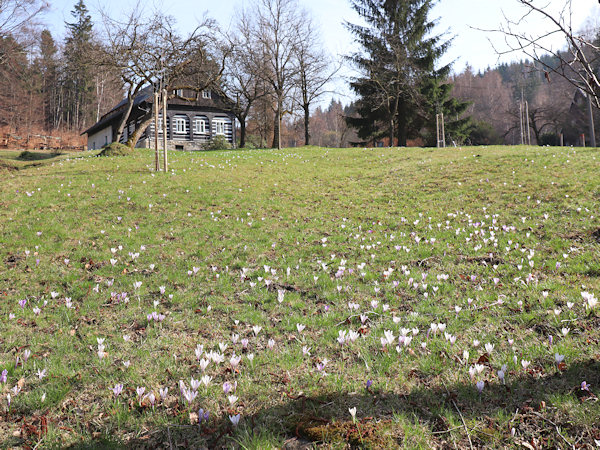 Die geschützte Wiese an der Strasse.