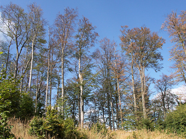 Buchen auf dem Westgipfel.