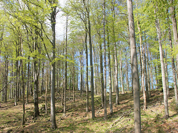 Buchenwald auf dem Gipfel.