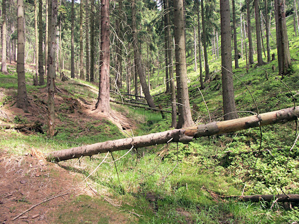 Les ve střední části údolí.