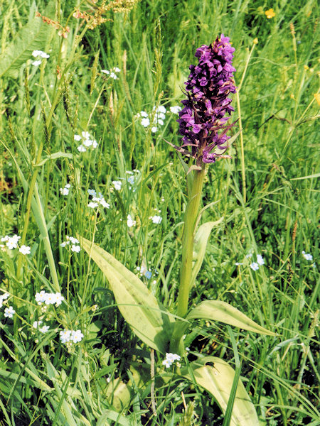 Breitblättriges Knabenkraut im Sattel zwischen dem Smrčník (Forstberg) und Rozsocha (Sustrich).