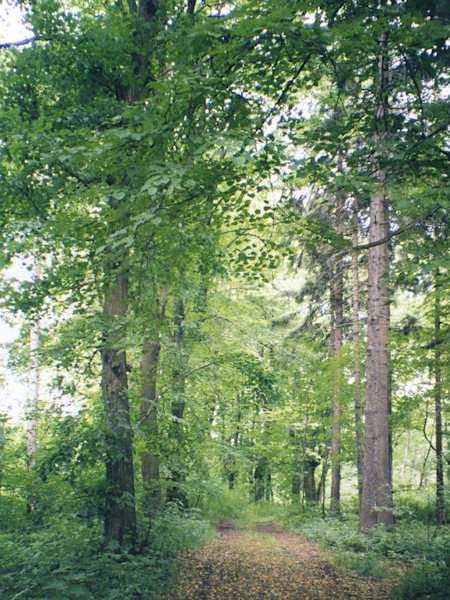 Weg auf den Gipfel der Anhöhe.