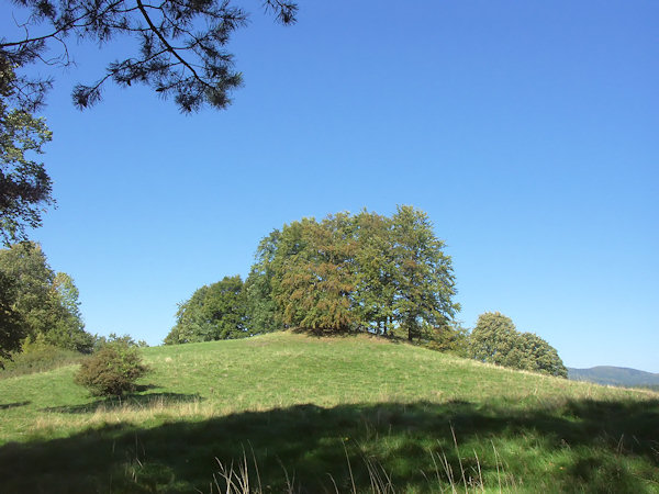 Baumgruppe auf dem Gipfel des Lipka-Berges (Limberg).