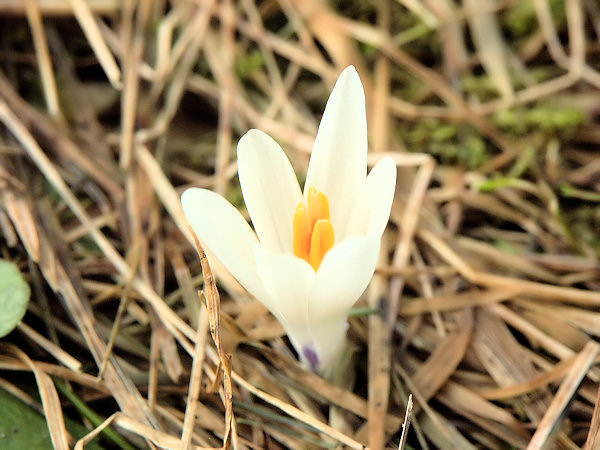 Kvetoucí šafrán bělokvětý.