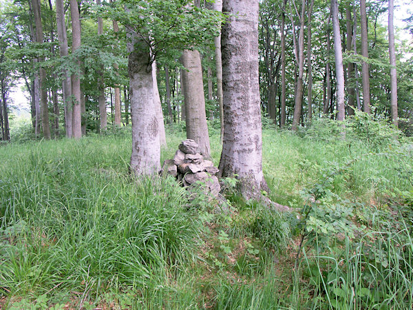 Bewaldeter Gipfel des Berges.