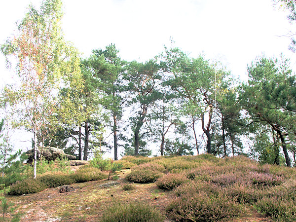 Die Kuppe des Berges ist mit Heidekraut bewachsen.