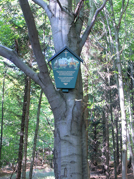 Die Kaufmannsbuche an der Strasse unter dem Bouřný (Friedrichsberg).