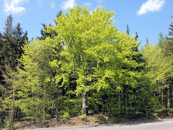 Buche an der Wegkreuzung am Sattel zwischen Bouřný (Friedrichsberg) und Kobyla (Hengstberg).