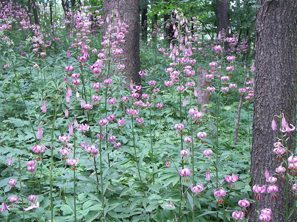 Blühende Lilien im Wald unterhalb des Gipfels.