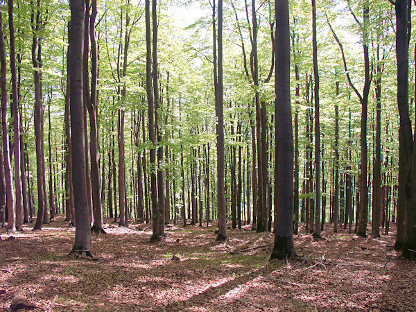 Buchenwald unter dem Gipfel.