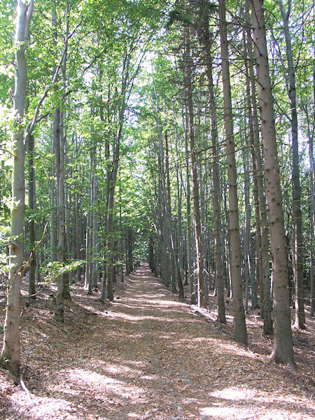 Der 1912 im Wald hergerichtete Wanderweg.