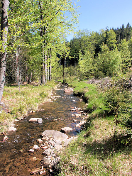 Der Hammerbach im Tal zwschen dem Suchý vrch (Dürrberg) und Kopřivnice (Nesselsberg).