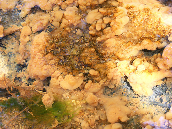 Detail okrově žlutých shluků ve vodě pramene.
